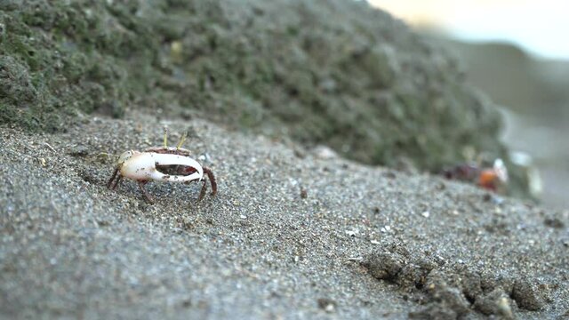 Ocypode (ghost crabs) waving its big hand