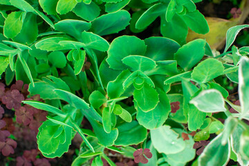 Obraz na płótnie Canvas Green leaf shrub texture nature spring summer floral background. Lush leaves, fresh green color. Wallpaper, screensaver, botanical garden, gardening concept