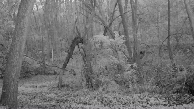 Whitetail Deer buck chasing a doe down a game trail in frost covered woods in the early winter