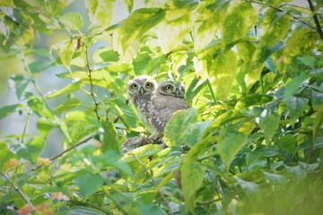 Bird - Spotted owlet on tree branch