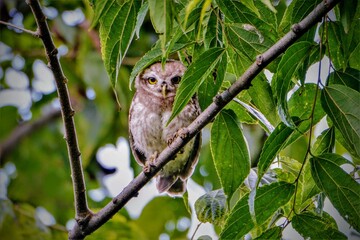 Bird - Spotted owlet on tree branch