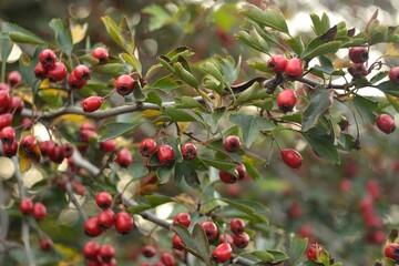 Walking in the woods, autumn berry picking.