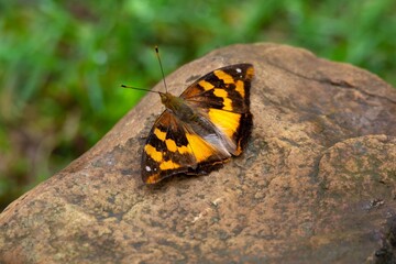 Butterfly - Yellow black butterfly on stone