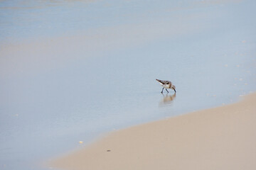 A Small Bird on a Beach Sticking Its Beak in the Sand in Search of Food
