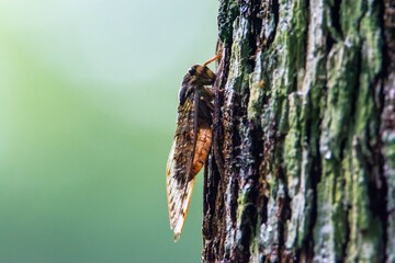 Cicada insect closeup side view, colorful and noisy insect