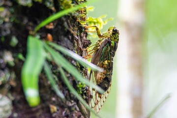 Cicada insect closeup side view, colorful and noisy insect