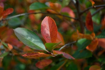 Autumn walks in the fields, the beauty of autumn nature.