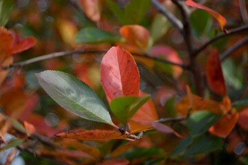 Autumn walks in the fields, the beauty of autumn nature.