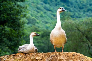 Pair goose with green natural background