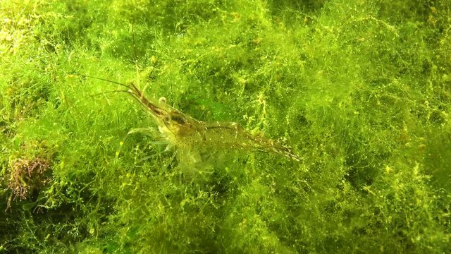 Shrimps on the seabed (Palaemon adspersus) commonly called Baltic prawn, Black sea