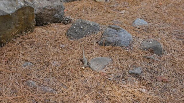 A shot of lizzards coming to throw bread at them