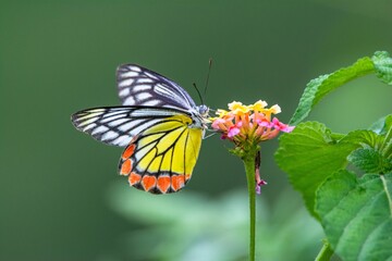 Colorful butterfly on beautiful flower