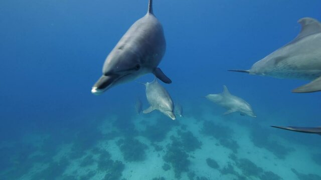 Dolphins travelling in a group, sleeping time.
Aquatic marine animals in their natural habitat in the red sea Egypt. Blue and crystal water.