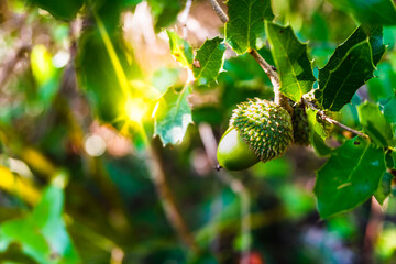 A ripe acorn among the leaves of a Mediterranean oak. © Road Red Runner
