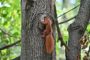 squirrel peering into the hollow