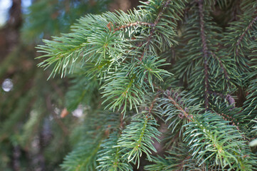 Natural background of green spruce. Coniferous tree