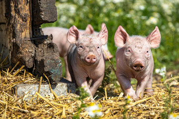 Happy swines, two cheeky funny young piglets, approaching and walking together towards the camera © Clara