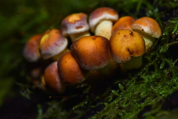 Small family of yellow mushrooms growing on a tree