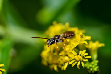 a little bug eats pollen on a yellow flower