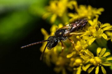 a small bug eats pollen on a yellow flower (close-up)