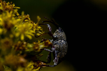 a small autumn beetle crawls up the flower