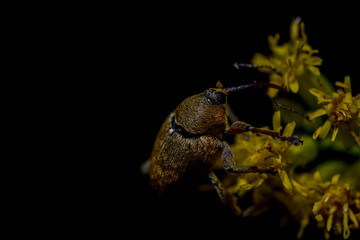 small autumn beetle sitting on a yellow flower