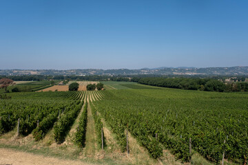 Fototapeta na wymiar Panoramic view of scenic Tuscany landscape with vineyard in the Chianti region, Tuscany, Italy