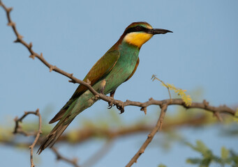 European bee-eater perched on a tree, Bahrain.