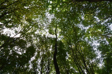 Baumkrone im Herbstwald