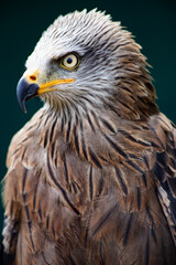portrait of a bird for falconry