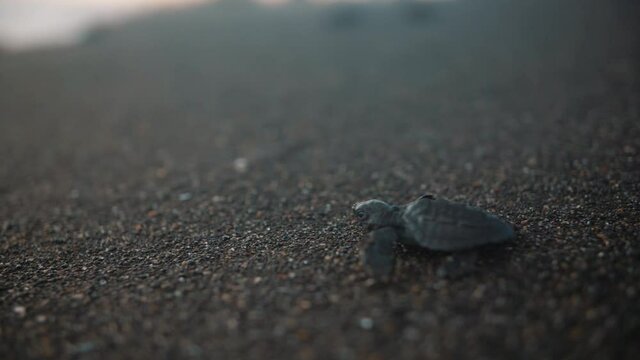 Baby turtle close-up crawling in slow motion towards the sea in Monterrico, Guatemala.