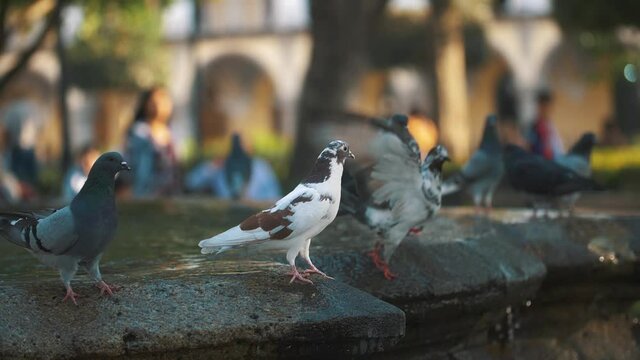 group of white and grey pigeons standing and flying on a fountain in slow motion in Antigua Guatemala