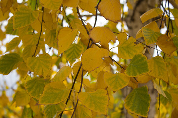 autumn leaves on the ground, birch leaves