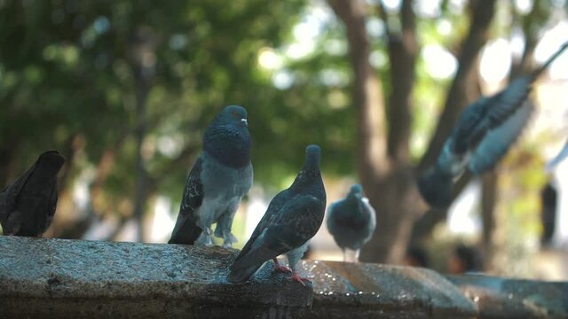 group of pigeons, grey, fat, funny standing over a fountain in slow motion in Antigua Guatemala