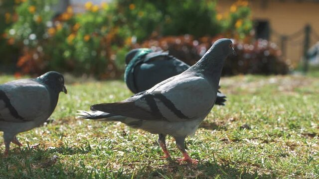 group of grey, white and black, pigeons walking at the park, green grass, in antigua Guatemala - 120fps slow motion