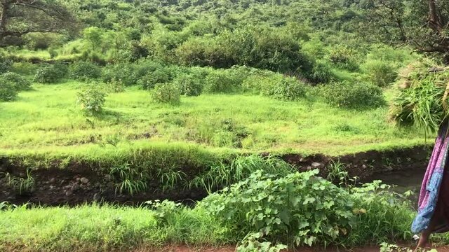 A Local Woman Carrying Bundle Of Green Grass On Her Head In Trimbakeshwar In Western Ghats of Maharashtra, India - Medium Shot