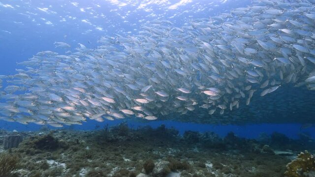 Bait ball / school of fish in turquoise water of coral reef in Caribbean Sea / Curacao with Blue Runner