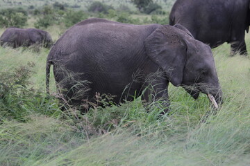 Naklejka na ściany i meble Photo Taken in Kruger National Park