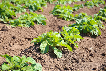 Young sprouts of potato in the ground
