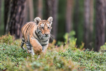 The Siberian tiger (Panthera tigris tigris) also called Amur tiger (Panthera tigris altaica) in the forest, Young female tiger in the forest.