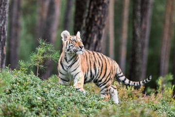 The Siberian tiger (Panthera tigris tigris) also called Amur tiger (Panthera tigris altaica) in the forest, Young female tiger in the forest.