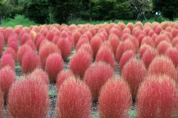 馬見丘陵公園のコキア畑