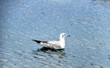 seagull  in the water