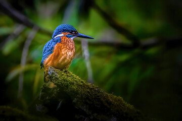 Fototapeta premium A colorful kingfisher sitting on a tree in a pond at the nature reserve Mönchbruch next to Frankfurt, Germany at a sunny day in summer.