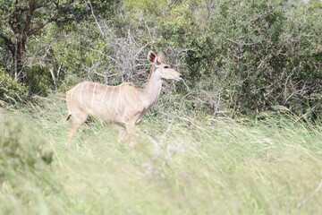 Photo Taken in Kruger National Park