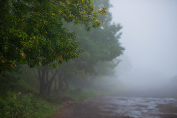 Fototapeta na wymiar Foggy nature landscape with trees , Armenia