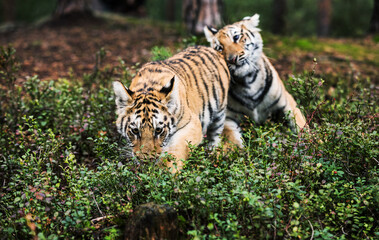 Two Ussuri tiger kittens playing in the wild forest (Panthera tigris tigris) also called Amur tiger (Panthera tigris altaica) in the forest, Young female tiger in the forest.