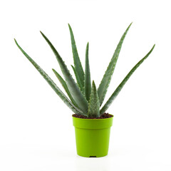 Potted aloe vera plant isolated on white