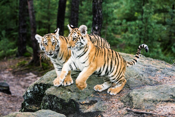 Two Ussuri tiger kittens playing in the wild forest (Panthera tigris tigris) also called Amur tiger (Panthera tigris altaica) in the forest, Young female tiger in the forest.