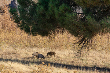 Obraz na płótnie Canvas Wild boar babies eating under a tree